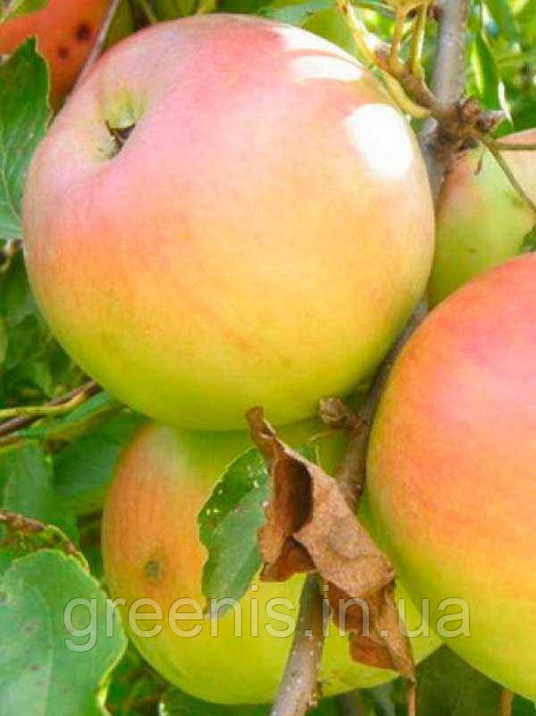 Яблоки Пепенка Фото