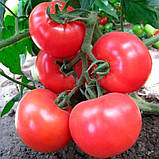 Високорослий, ранній, рожевий томат сім-СІМ F1, насіння 250, ТМ Erste Zaden, фото 2