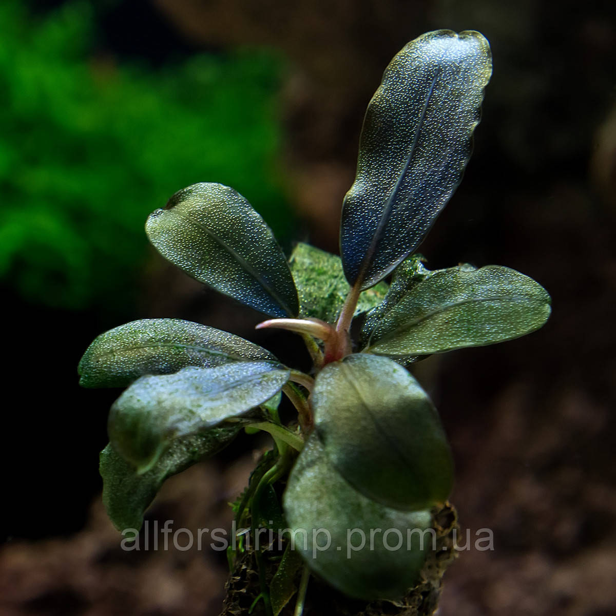 Буцефаландра / Bucephalandra sp. Aragon, отросток 5 листов.Нет в наличии