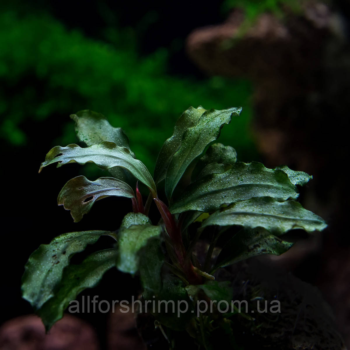 Буцефаландра / Bucephalandra sp. Nanga Taman Black Ventii, отросток 5 