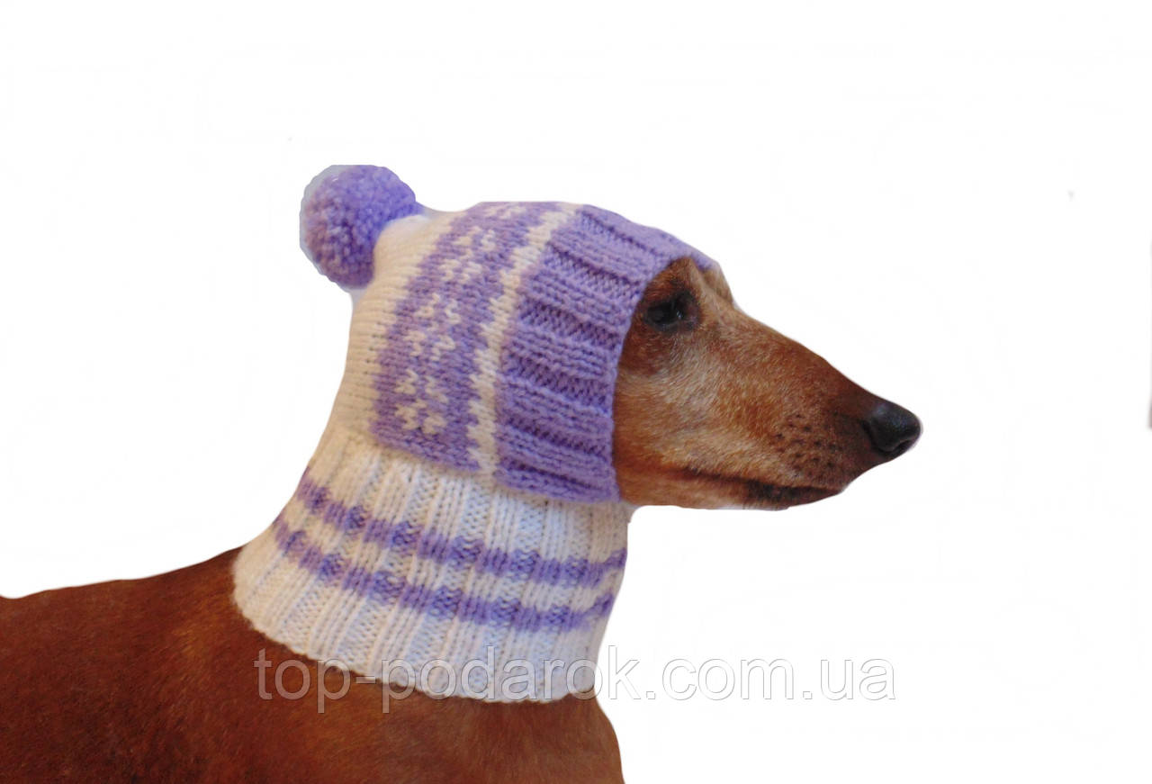 Собака в зимней одежде и шапке