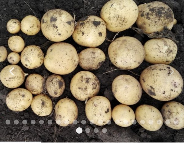 семена картофеля репродукции