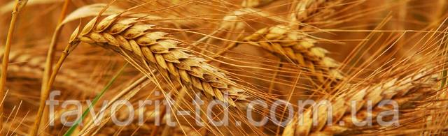 Озимая пшеница Подолянка купить в Украине и Кировоградской области.  Доставка бесплатная. Цены ниже рыночных.