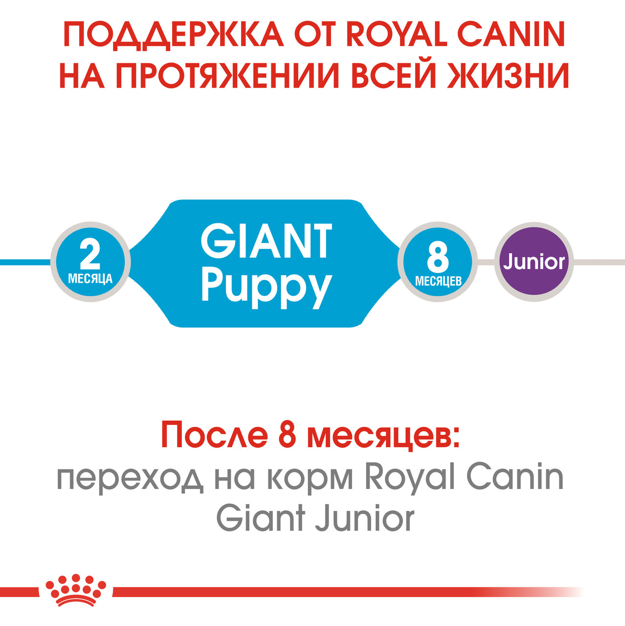 royal canin maxi puppy adagolási táblázat video
