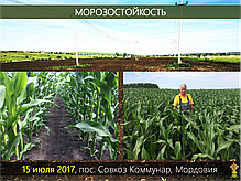 Гибрид кукурузы Шаролта (Sarolta) - ФАО 290 (2021), фото 3