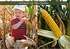 Гибрид кукурузы Шаролта (Sarolta) - ФАО 290 (2021), фото 5
