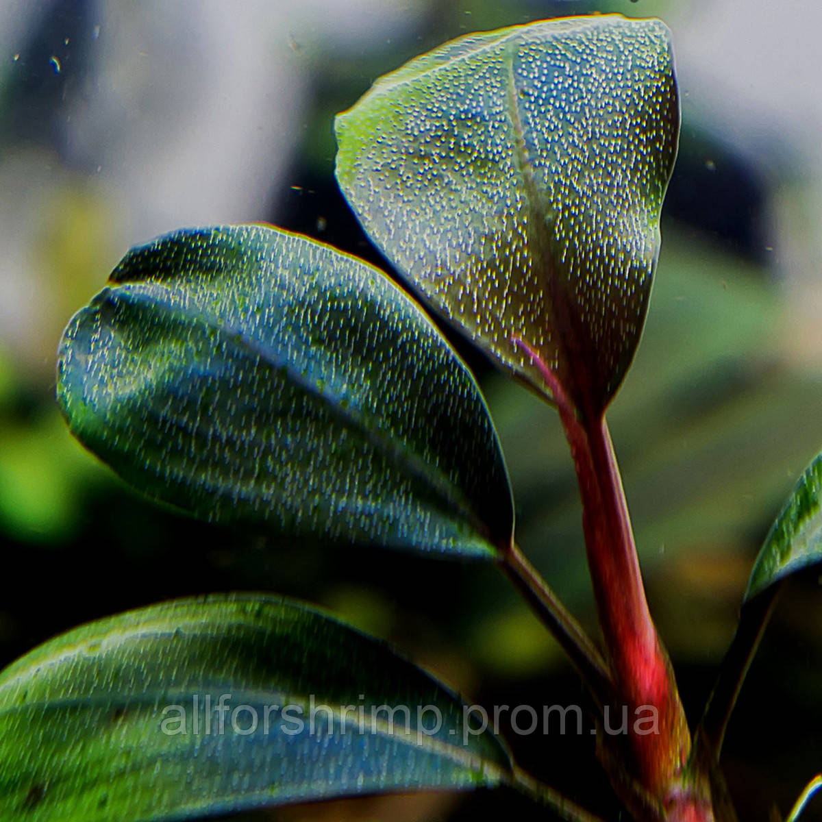 Буцефаландра / Bucephalandra sp. Pandora Coin Purple, отросток 5 листо
