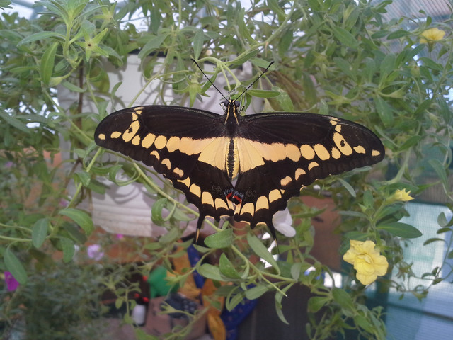 Papilio thoas