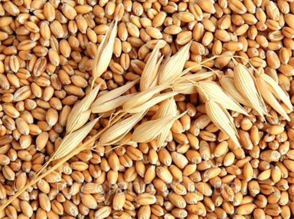пшеница семена озимая