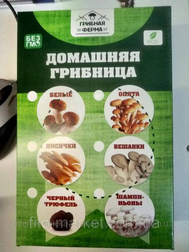 чудо грибница купить