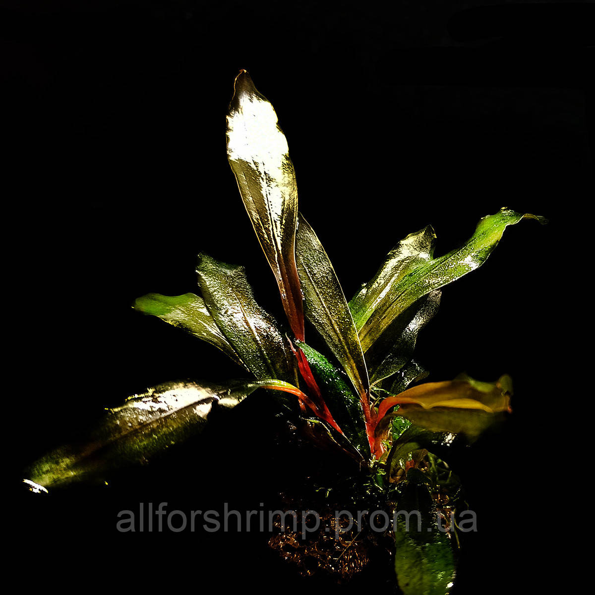 Буцефаландра / Bucephalandra sp. Motleyana Rot Braun narrow, отросток 