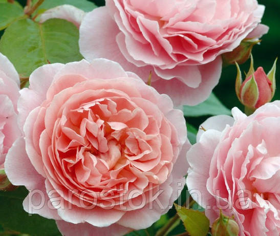 Роза Строберри Хилл. Английская роза, цена 115 грн - Prom.ua (ID#1100997581)