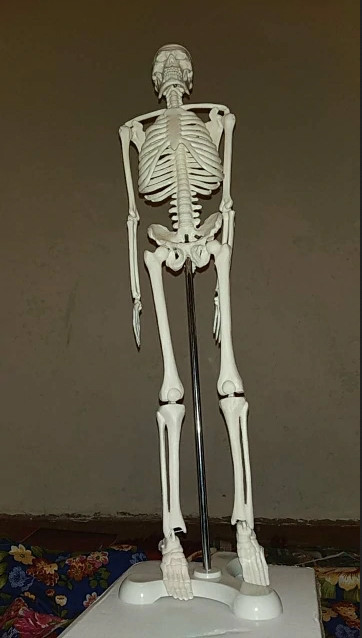 Фото Скелета Человека В Полный