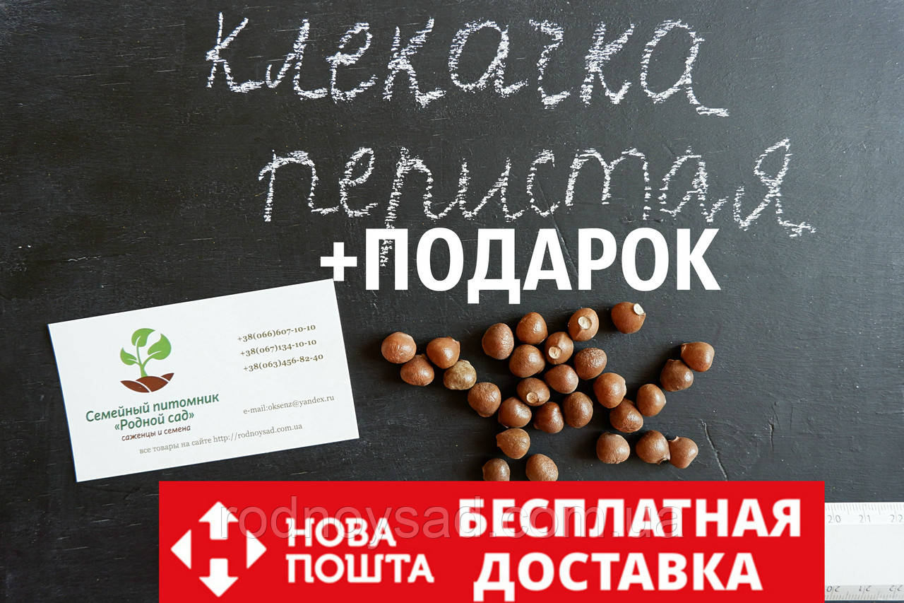 перистая семена (10 штук) Staphýlea pinnáta орехи для саженцев .