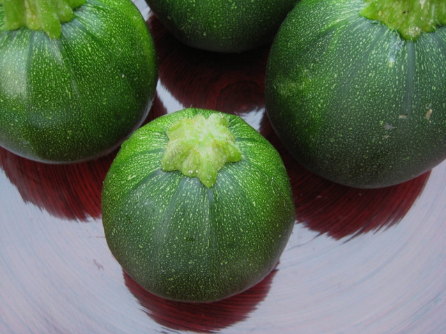 Сорт кабачка Зеленый шар