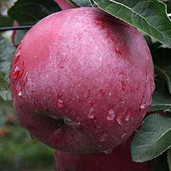 Саженцы яблони Вильямс Прайд летнего сорта двухлетние