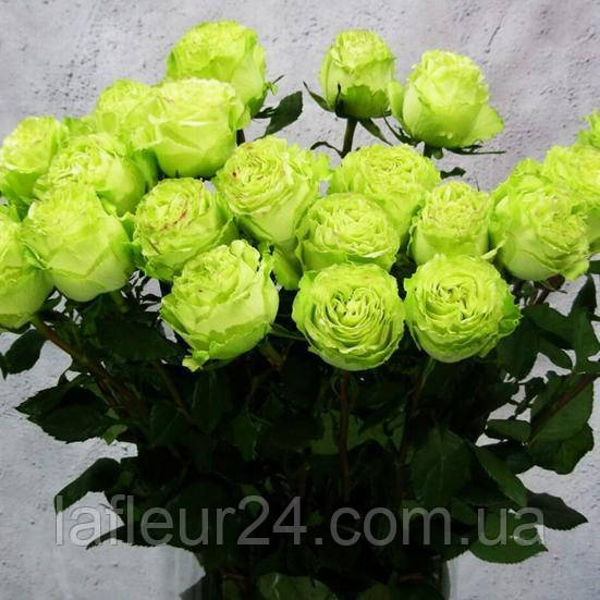 Зеленые Розы Букет Фото
