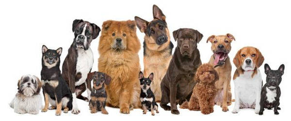 Найти Породу Собаки По Фото Онлайн