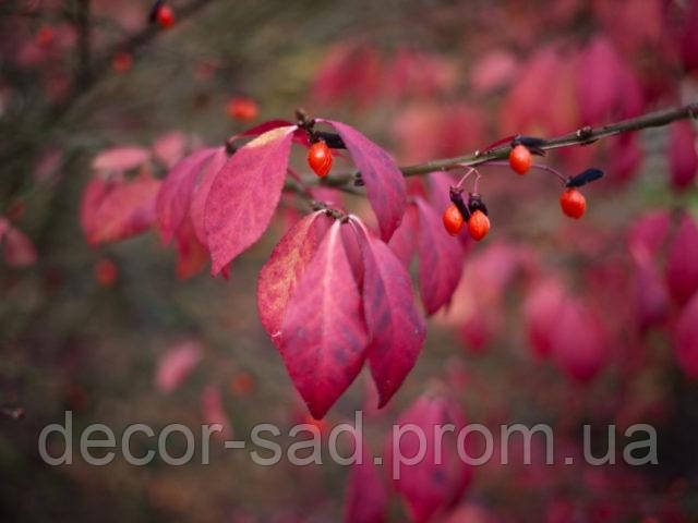 

Бересклет крылатый / Euonymus alatus, контейнер С 1,5