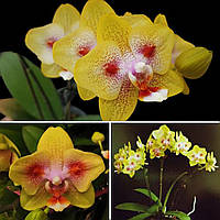 Орхідея фаленопсис. Сорт Green batman горщик 2.5" без квітів, фото 1