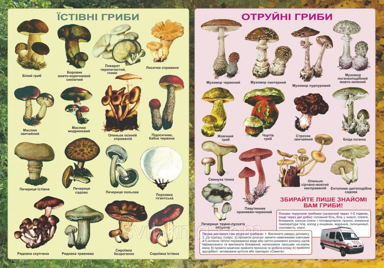 Плакат. Їстівні та отруйні гриби, цена 26 грн. - Prom.ua (ID#226266264)