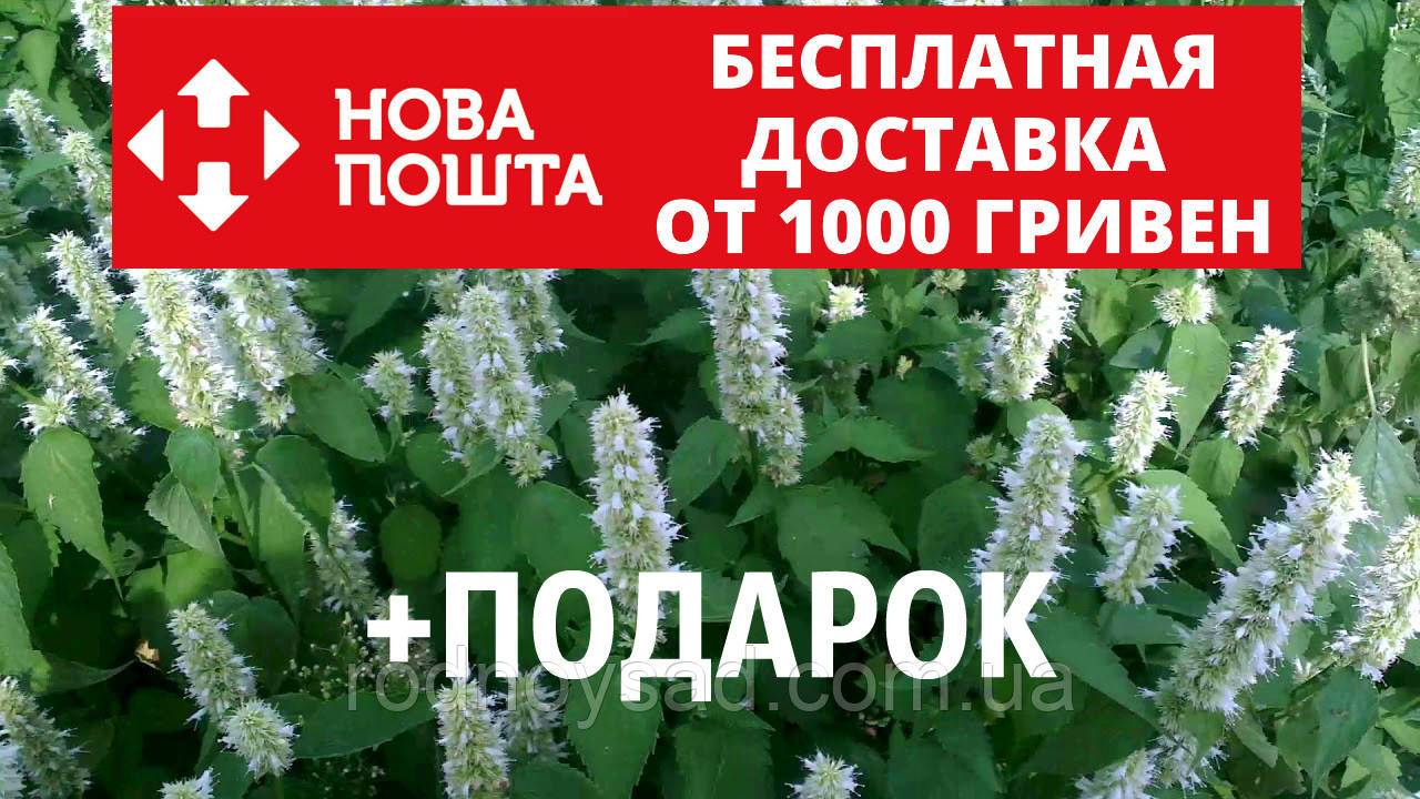 Лофант тибетский семена 20 шт корейская мята Agastache rugosa Многокол ✔️  50 грн. ᐉ Семена пряных и зеленых трав в Бердянске на BON.ua 76909451