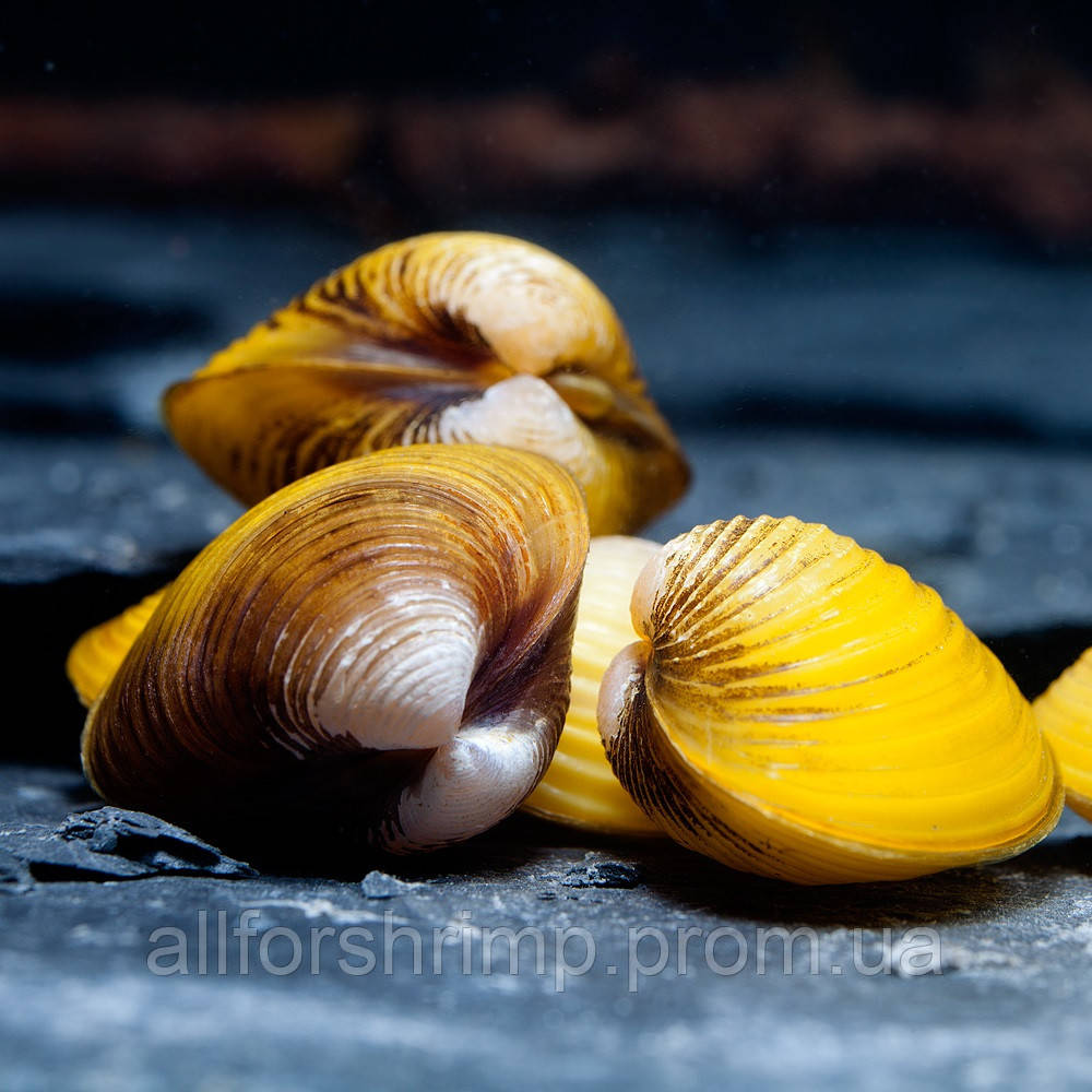 Моллюск Двустворка яванская (Corbiculidae yellow clam)Нет в наличии