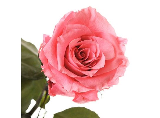 

Долгосвежая роза Розовый Кварц в подарочной упаковке