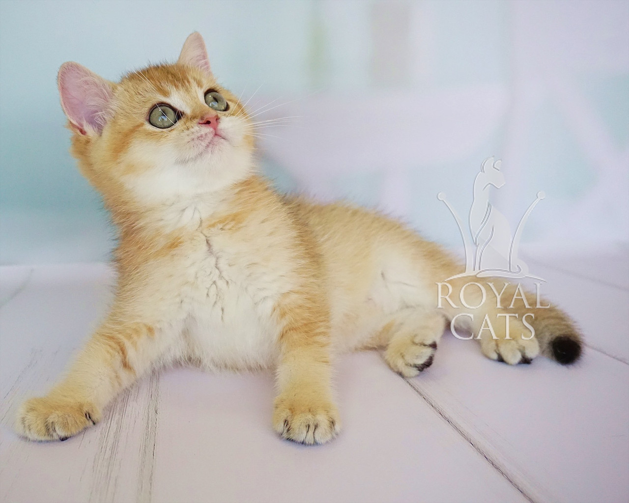 Кошки Шиншиллы Фото Цена