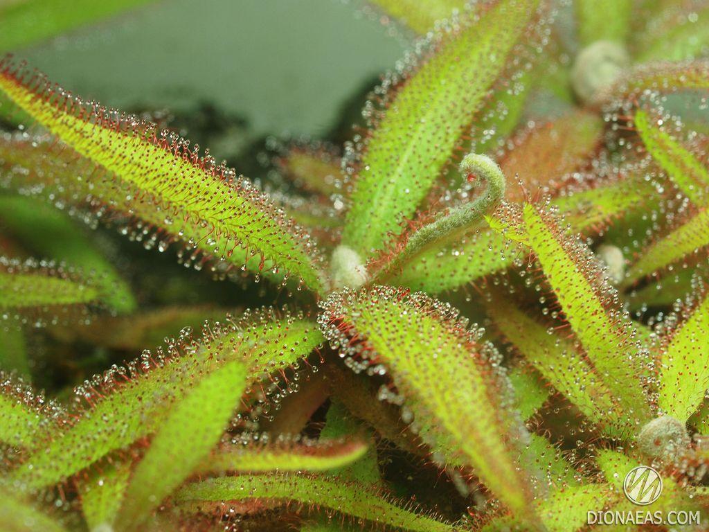 

Росянка Адель (Drosera Adelae) - хищное, насекомоядное, экзотическое, редкое, лекарственное растение