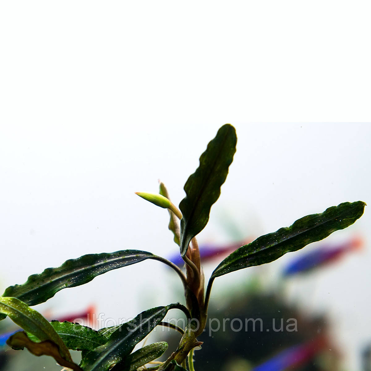 Буцефаландра / Bucephalandra sp. Mini Black Carpet, отросток 5 листов.