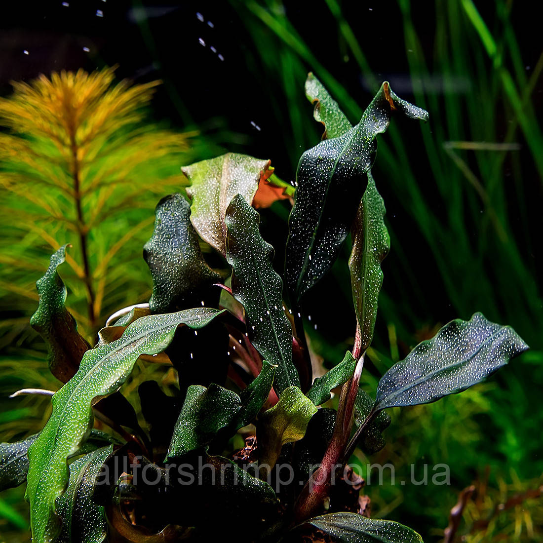 Буцефаландра / Bucephalandra sp. Black Purple Leaves, отросток 5 листо