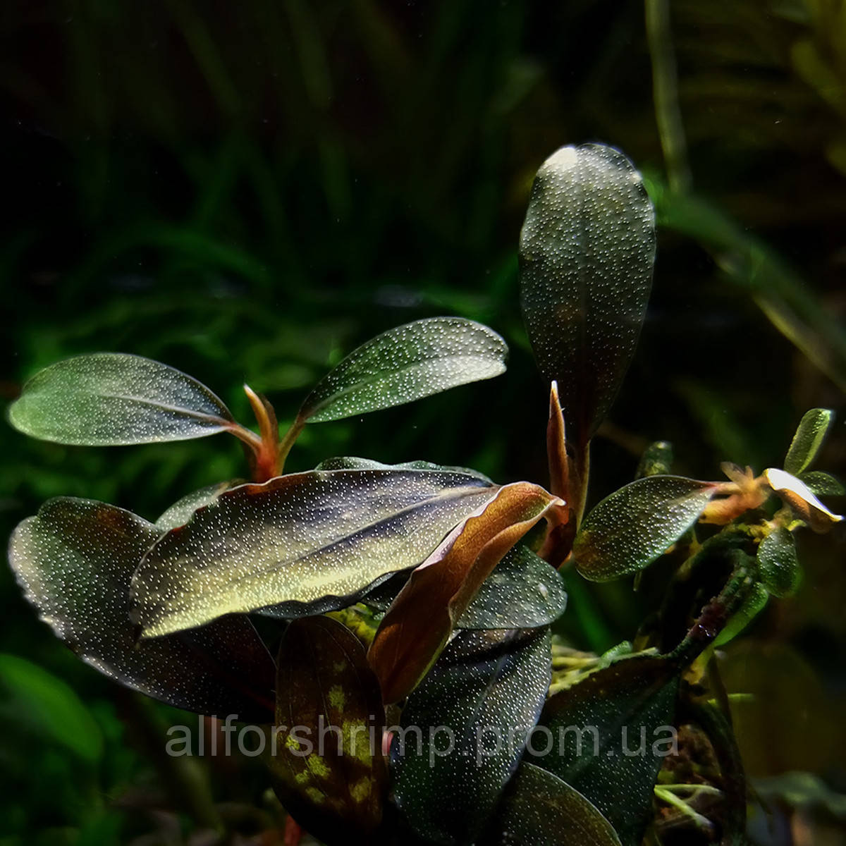Буцефаландра / Bucephalandra sp. Blue Metalik, отросток 5 листов.
