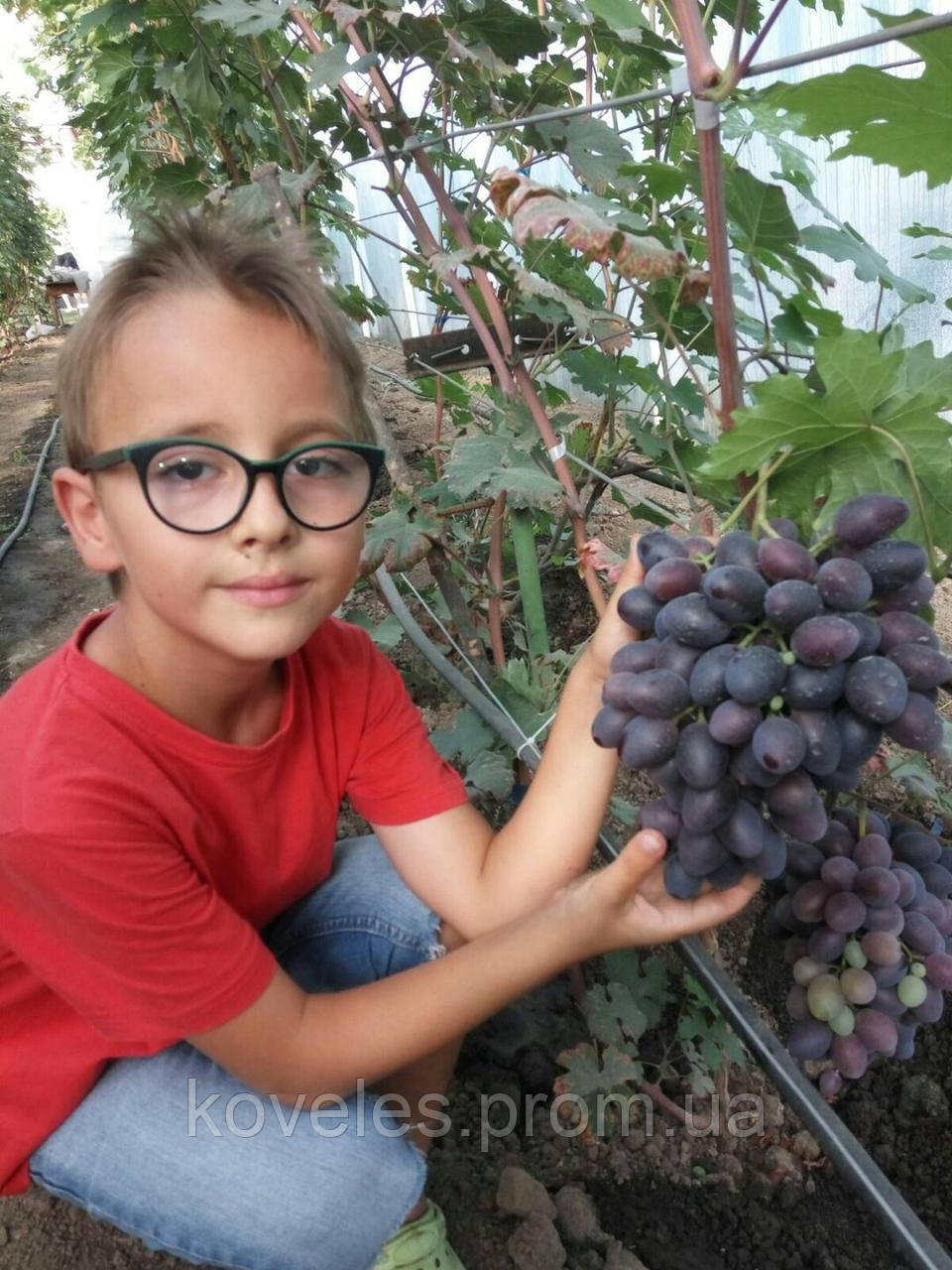 Виноград находка Калугина