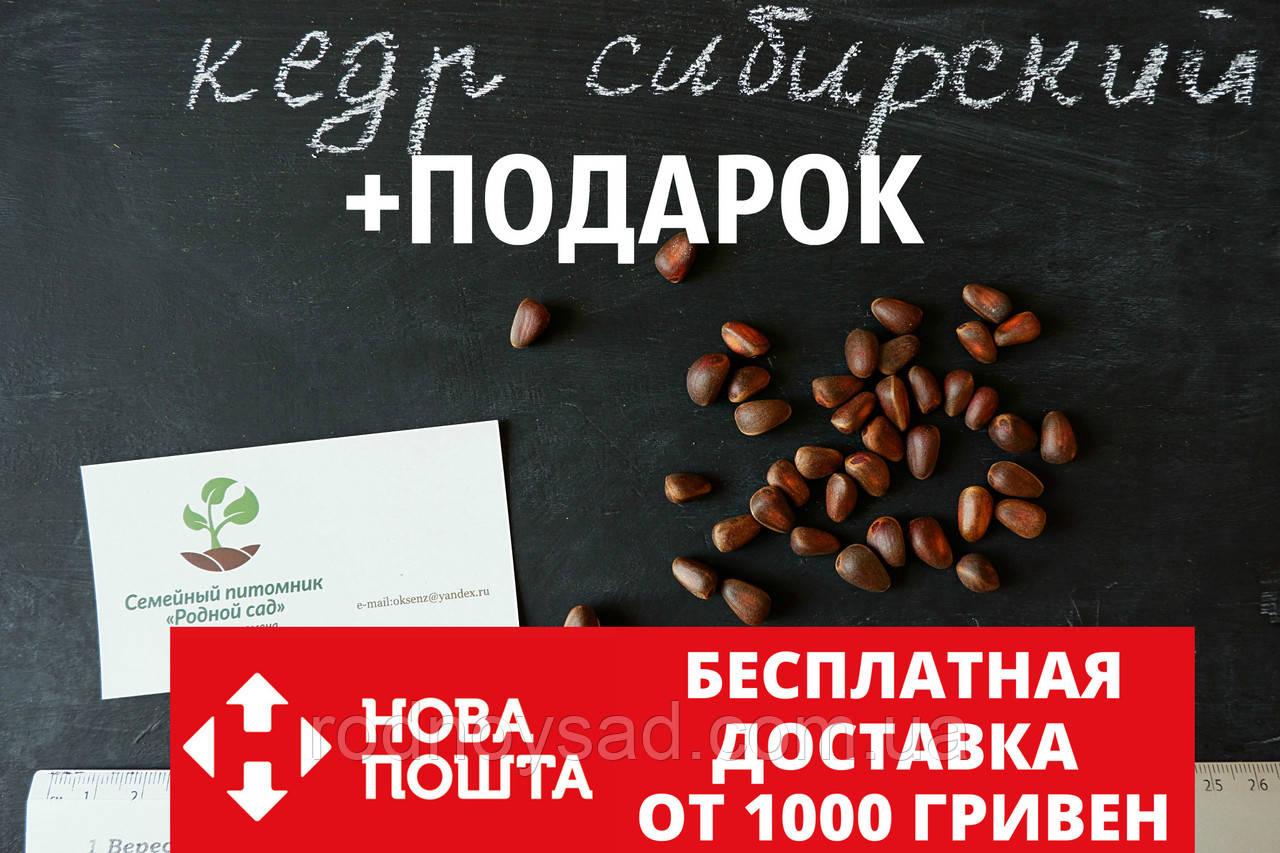 Кедр сибирский семена(20 штук) (сосна кедровая)для выращивания саженце