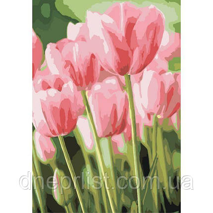 Картина по номерам "Весенние тюльпаны", 35х50 см, 3*, фото 2