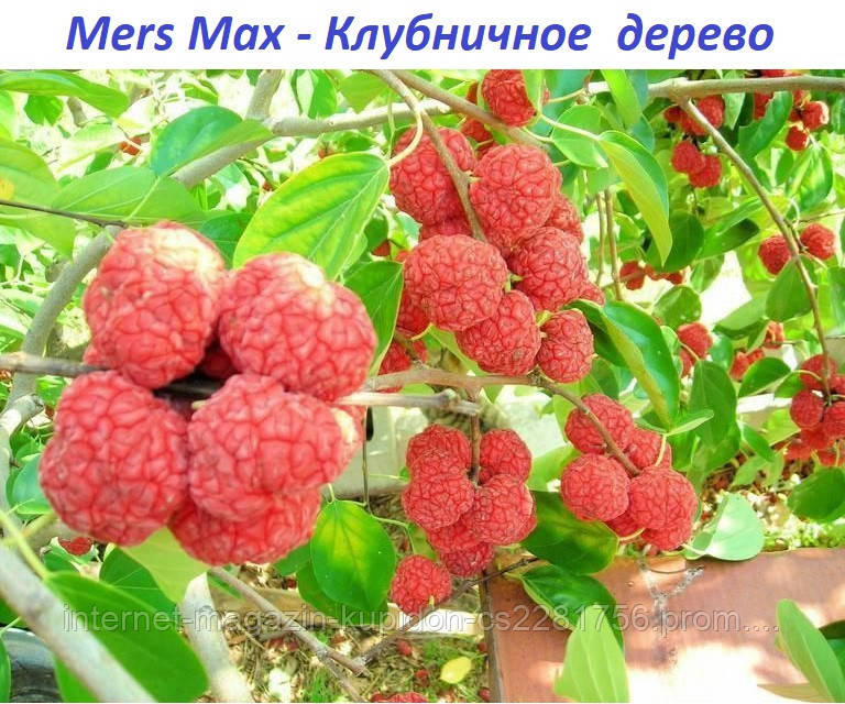 Mers Max - Полуничне дерево (Мерс Макс)