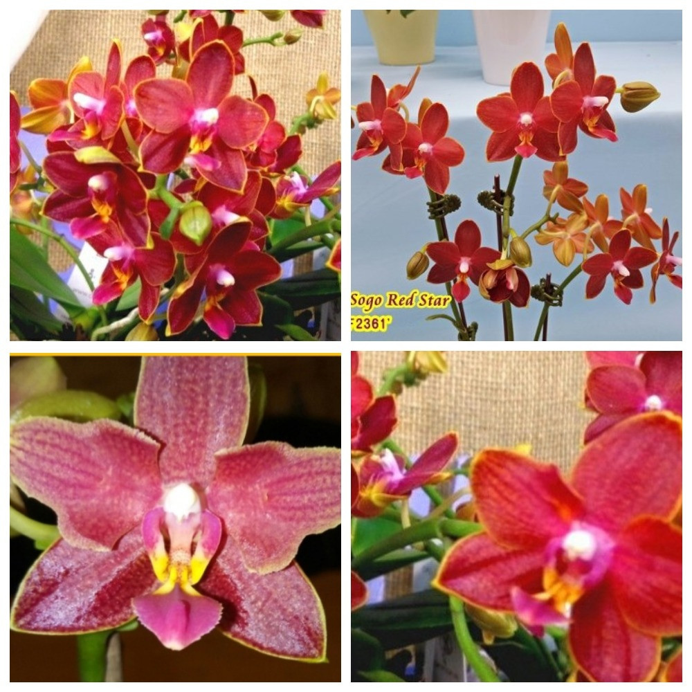 Орхидея Сорт Phal Sogo red star, размер 2.5" без цветов