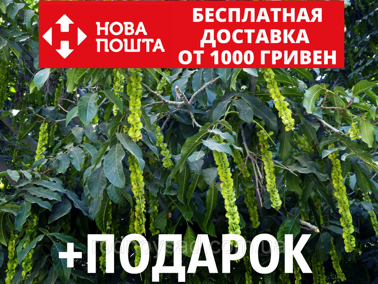 Лапина ясенелистная семена (20 шт) крылоорешник или птерокария для саж