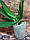 Орхідея Сорт Phal Sogo red star, розмір 2.5" без квітів, фото 2