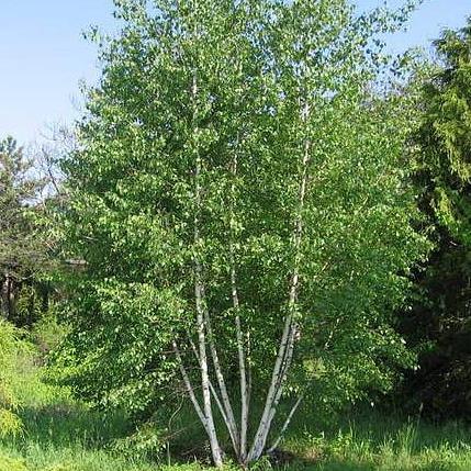 

Саженцы Берёзы повислой (Betula pendula)