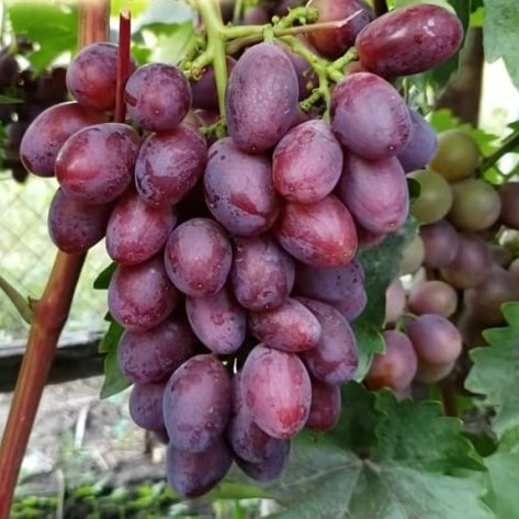 Вегетирующие саженцы винограда Малиновый Звон (Малиновка) - ранний, десертный