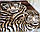 Плед Vitas 200*240 Коричневі тигренята, фото 2