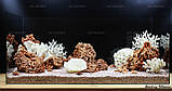 Композиция из Spaghetti и кораллов (от 120л), фото 7