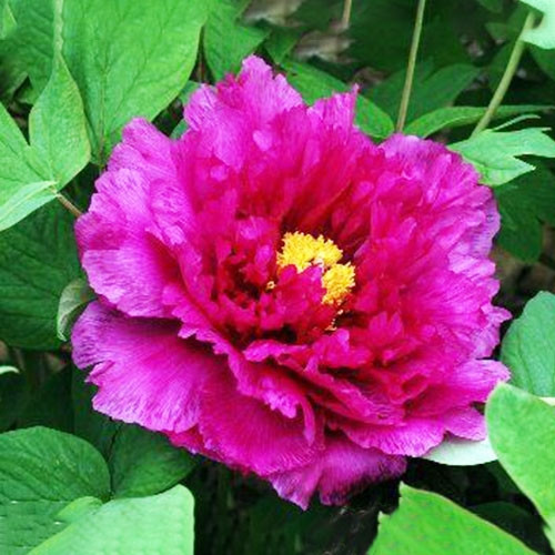 

Пион Royal Robe Jin Pao Hong древовидный Китайский Фиолетовый Саженцы Florium