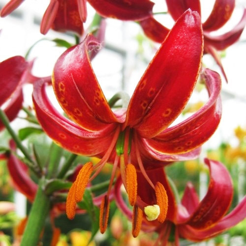 

Лилия Claude Shride Мартагон Красный Луковицы Florium