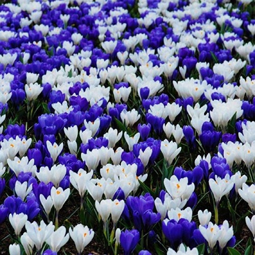 

Крокусы Blue and White Микс Весенний Разноцветный Луковицы Florium