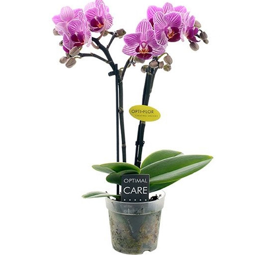 

Фаленопсис Минифлора Lotte Розовый Комнатные цветы в горшке Florium