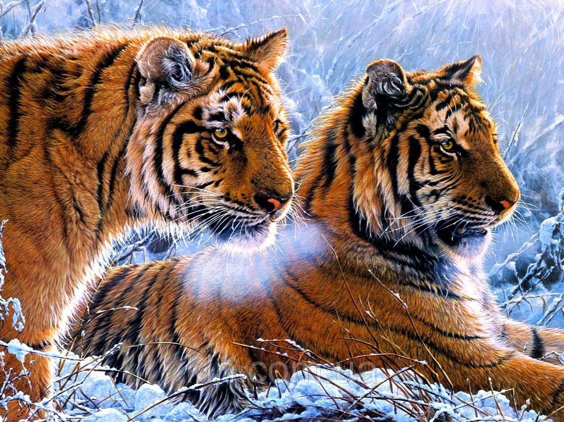 Алмазная вышивка на подрамнике 40 х 50 см Тигры в снегу (арт. TN939)