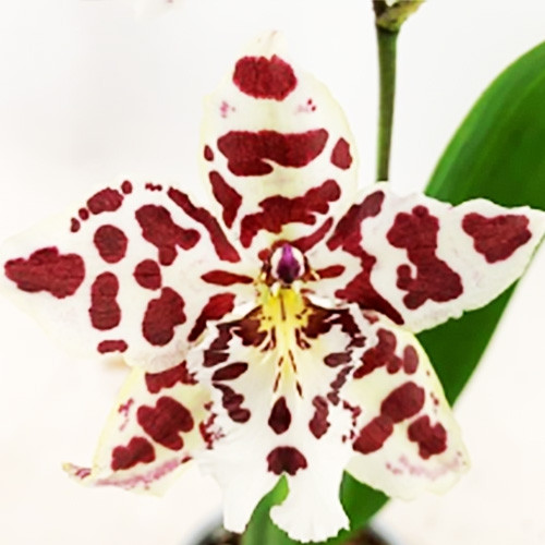 

Орхидея Odontoglossum Zebra Бордовый, Белый, бежевый, кремовый Комнатные цветы в горшке Florium